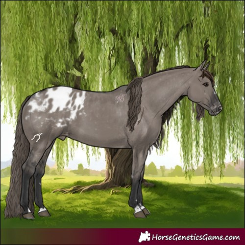 Horse Color:Grullo Appaloosa 