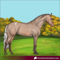 Horse Color:Silver Brown Dun Varnish