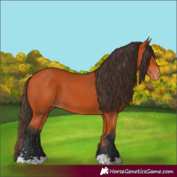 Horse Color:Bay Appaloosa