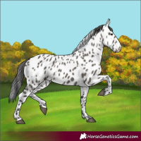 Horse Color:Grullo Appaloosa 
