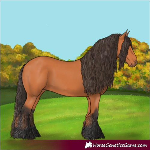 Horse Color:Bay 