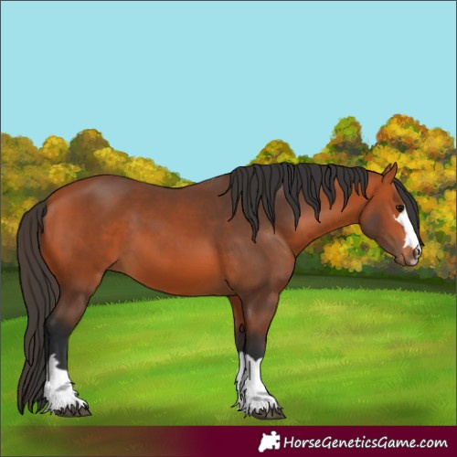 Horse Color:Bay 