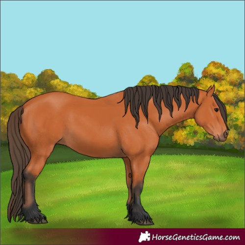 Horse Color:Bay 