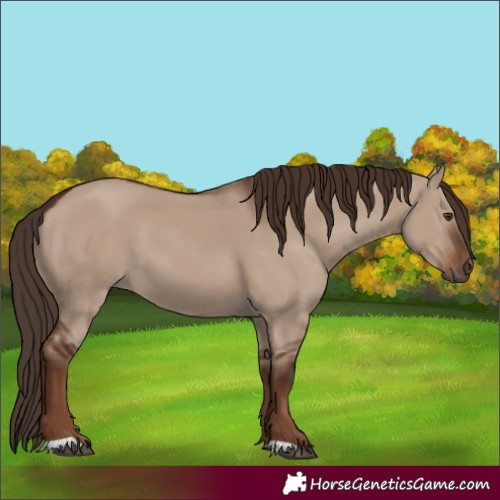 Horse Color:Liver Red Dun