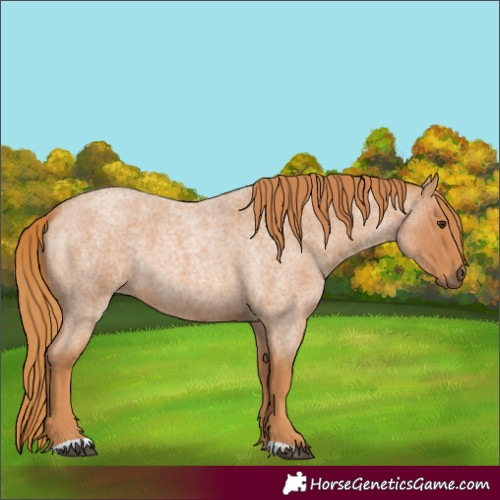 Horse Color:Red Roan 