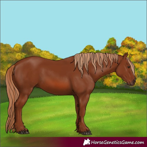 Horse Color:Chestnut 