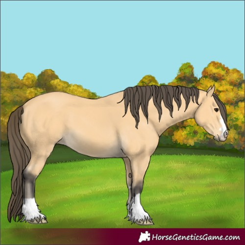 Horse Color:Buckskin