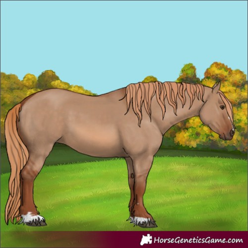 Horse Color:Red Dun 