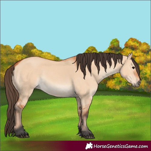 Horse Color:Bay Dun