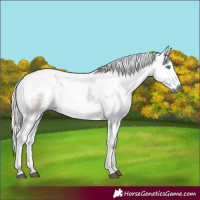 Horse Color:Silver Black Harlequin Merle Tobiano
