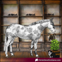 Horse Color:Blue Roan Harlequin Merle Blanket Rabicano 