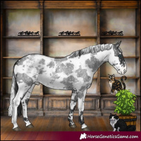 Horse Color:Blue Roan Harlequin Merle Appaloosa Rabicano