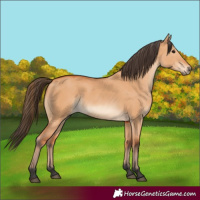 Horse Color:Bay Dun