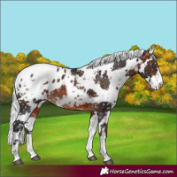 Horse Color:Brown Harlequin Merle Appaloosa Rabicano