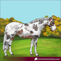 Horse Color:Brown Harlequin Merle Appaloosa Rabicano