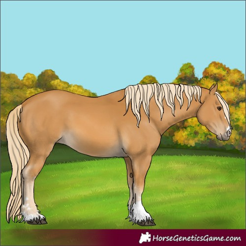 Horse Color:Palomino