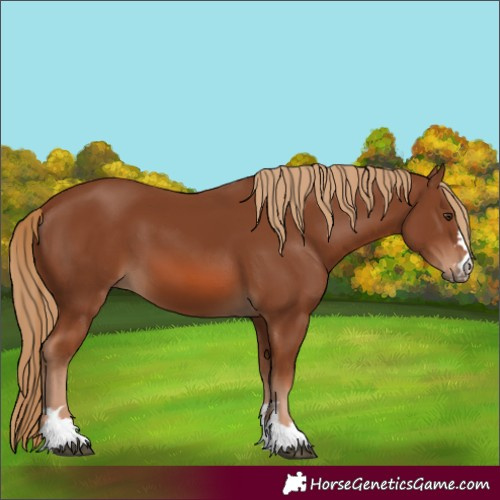 Horse Color:Chestnut 
