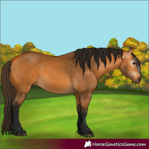Horse Color:Gray Buckskin