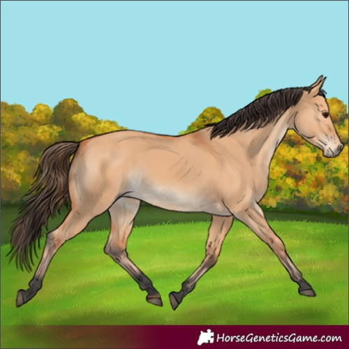 Horse Color:Bay Dun