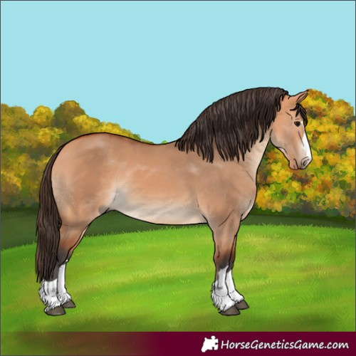 Horse Color:Bay Dun