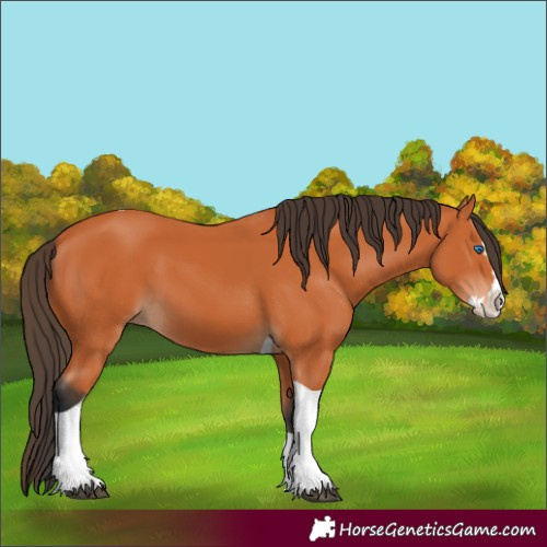 Horse Color:Bay Splash Tobiano