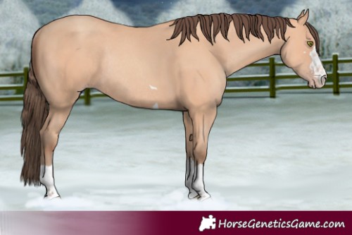 Horse Color:Amber Champagne Rabicano 