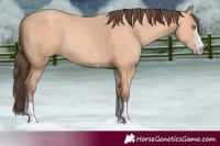 Horse Color:Amber Champagne Rabicano 