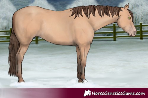 Horse Color:Amber Champagne Rabicano 