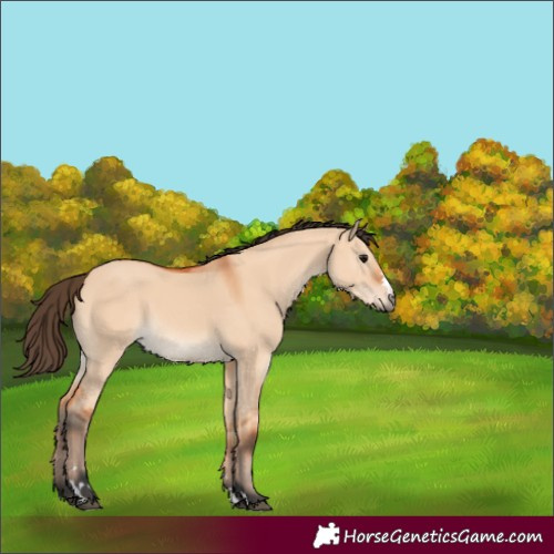 Horse Color:Bay Dun 