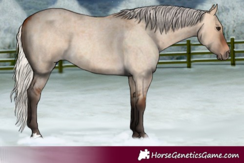 Horse Color:Silver Bay Roan Dun 