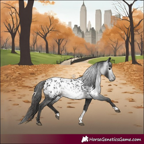 Horse Color:Gray Black Tobiano Appaloosa Rabicano 