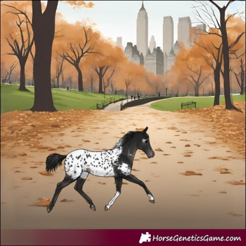 Horse Color:Gray Black Tobiano Appaloosa Rabicano 