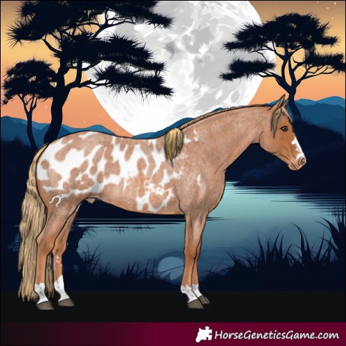 Horse Color:Red Roan Appaloosa