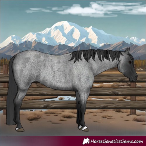 Horse Color:Blue Roan 