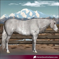 Horse Color:Silver Blue Roan Sabino 