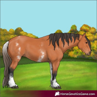 Horse Color:White Spotted Bay