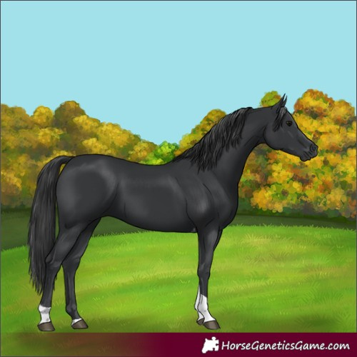Horse Color:Unknown 