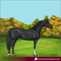 Horse Color:Unknown 