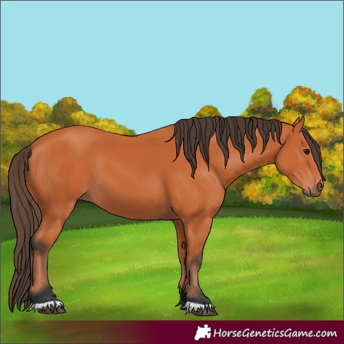 Horse Color:Bay 