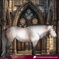 Horse Color:Gray Bay 