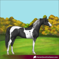 Horse Color:Unknown 