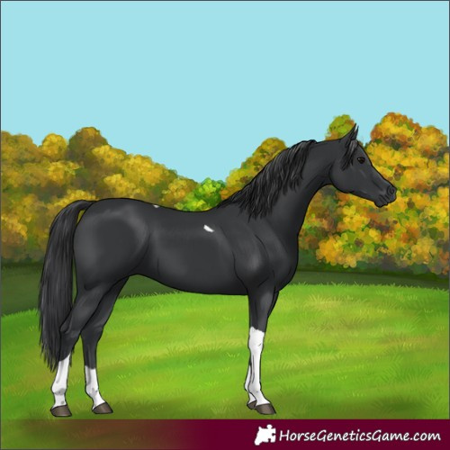 Horse Color:Unknown 