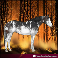 Horse Color:White Spotted Brown