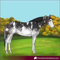 Horse Color:White Spotted Brown 