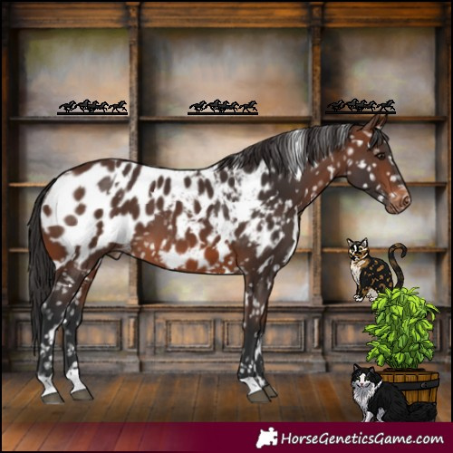 Horse Color:White Spotted Brown Near Leopard 