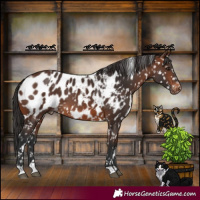 Horse Color:White Spotted Brown Near Leopard