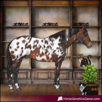 Horse Color:White Spotted Brown Appaloosa 