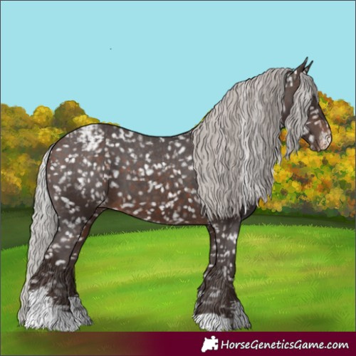 Horse Color:Silver Brown Sabino Appaloosa