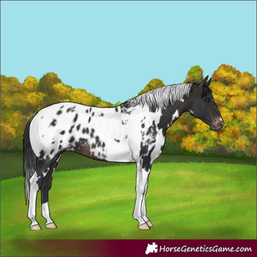 Horse Color:White Spotted Brown Tobiano Appaloosa