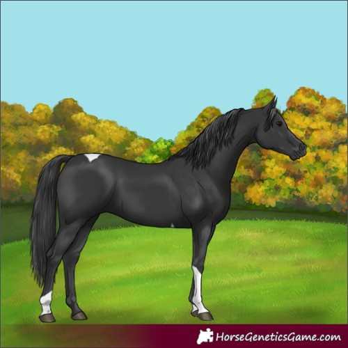 Horse Color:Unknown 